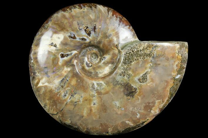 Polished Ammonite Fossil - Madagascar #166686